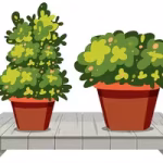 گیاه باغچه ای