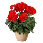 شمعدانی